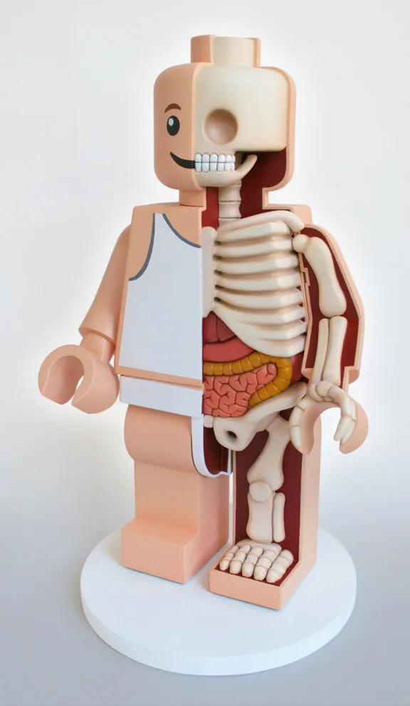 Anatomical Toys by Jason Freeny