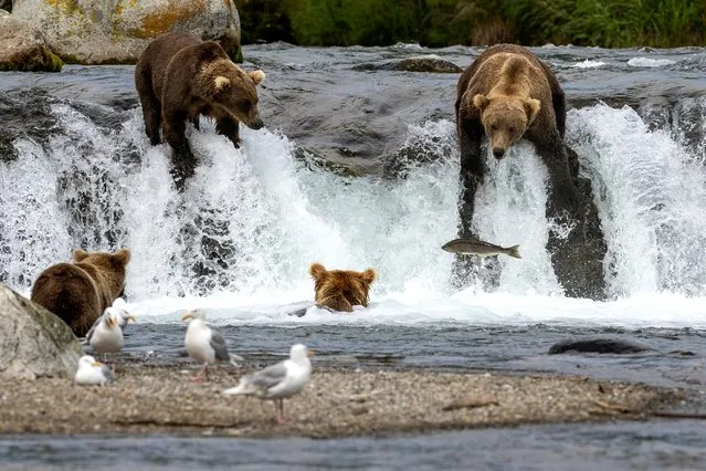 Brown bears fish for sockeye salmon on August 11, 2023 at Brooks Falls, Alaska within the Katmai National Park and Preserve. (Photo by John Moore/Getty Images)
