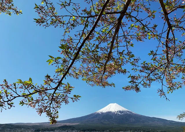 Mount Fuji is seen from the outskirts of Fujiyoshida city, Yamanashi prefecture on April 22, 2021. (Photo by Behrouz Mehri/AFP Photo)
