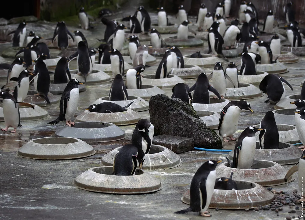Edinburgh Zoo Keepers Install Nesting Rings For The Gentoo Penguins