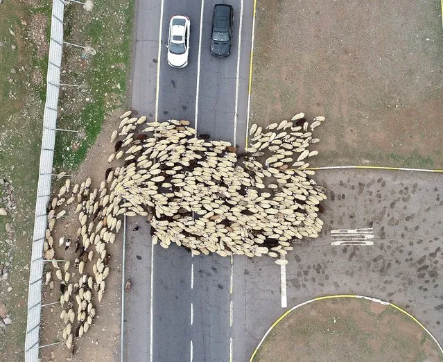 A drone photo shows an aerial view of nomads and their animal flock are on their way to cooler uplands during holy Islamic month of Ramadan at spring season in Bingol, Turkey on May 02, 2021. (Photo by Ridvan Korkulutas/Anadolu Agency via Getty Images)