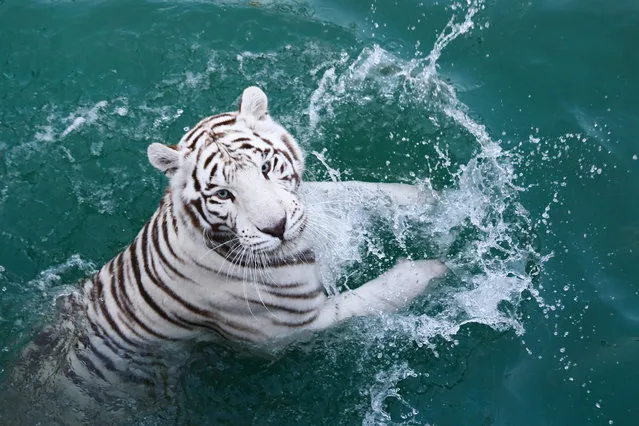 A white Bengal tiger, one of the endangered species, swims in a pool at a zoo in Borysew, Poland on September 10, 2023. The zoo opens a new swimming pool, which is the first one dedicated for these animals in Europe. (Photo by Jakub Porzycki/Anadolu Agency via Getty Images)