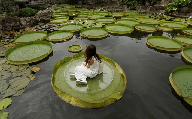 A girl poses for a photo on a giant waterlily leaf during an annual leaf-sitting event in Taipei, Taiwan August 16, 2018. (Photo by Tyrone Siu/Reuters)