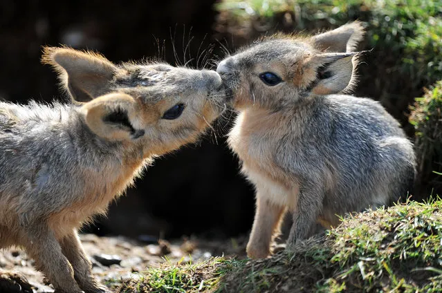 Cute Baby Patagonian Maras spotted showing each other affection in the spring sunshine at ZSL Whipsnade Zoo on April 7, 2015 in Dunstable, England. (Photo by Tony Margiocchi/Barcroft Media)