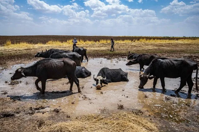 Syrian shepherds look after a herd of buffalos cooling down in a puddle of mud amid scorching temperatures, in al-Malikiyah (Derik) in Syria's northeastern Hasakah province, on July 16, 2021. (Photo by Delil Souleiman/AFP Photo)