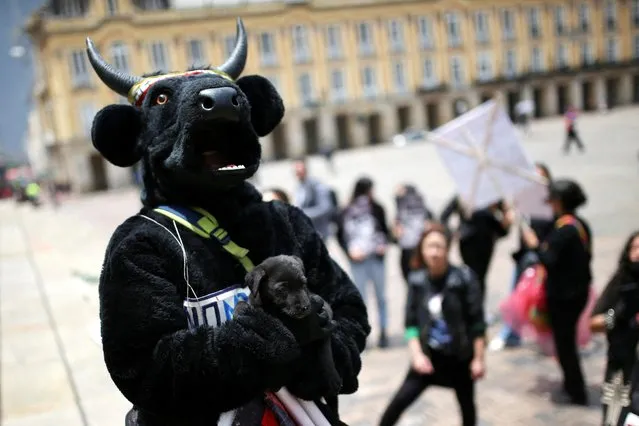 An animal rights activist holds a puppy while taking part in a demonstration demanding the approval of a law that prohibits bullfights, cockfights and events where animals are abused, in Bogota, Colombia on October 5, 2022. (Photo by Luisa Gonzalez/Reuters)