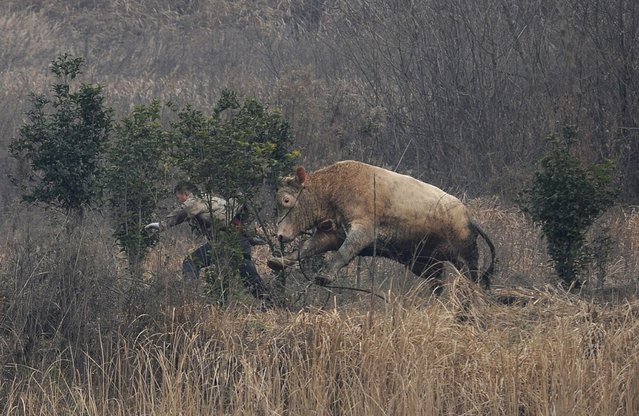 A cow, which escaped from a truck, attacks a farmer trying to catch it in Liangdun village of Nangang township, Anhui province December 15, 2013. (Photo by Reuters/China Daily)
