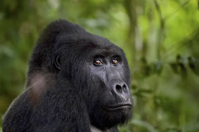 Silverback gorilla Rafiki in Uganda’s Bwindi Impenetrable Forest national park in 2019. A court jailed a man for 11 years for offences that include the killing of the beloved mountain gorilla. (Photo by Joshua Guenther/AP Photo)