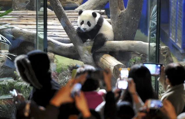 Yuan Zai, the first Taiwan-born baby panda, climbs a wood log inside an enclosure as visitors take pictures at the Taipei City Zoo in Taipei, January 6, 2014. The cub, which was born in July last year, made its public debut on Monday. (Photo by Patrick Lin/Reuters)