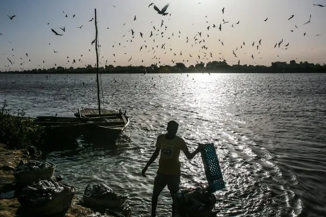 In this Wednesday, April 15, 2015 photo, birds circle above a Sudanese fisherman as he washes his day's catch in the early morning hours by the Nile River bank, in Omdurman, Khartoum, Sudan. The river fishermen are in competition with their deep-water counterparts on the Red Sea coast. “The Nile is gentle”, fisherman Hamad al-Nil says with a smile, whereas “the sea is dangerous”. (Photo by Mosa'ab Elshamy/AP Photo)