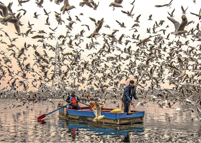 Flocks of seagulls swarm small fishing boats in the first decade of January 2024 like a scene from Alfred Hitchcock’s The Birds. Colonies of Heuglin’s gulls can be seen almost every morning on the Yamuna River in Delhi, India. (Photo by Raghav Rai Ralhan/Solent News)