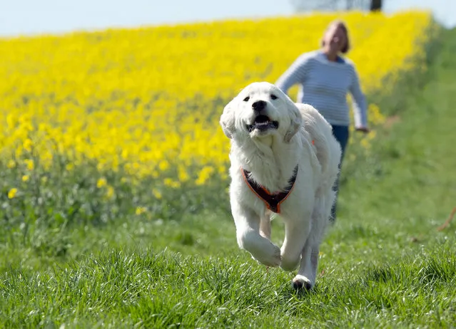 In this Sunday, April 19, 2015 photo a Golden Retriever dog runs past a rape seed field in Hofen, southern Germany. (Photo by Bernd Weissbrod/AP Photo/DPA)