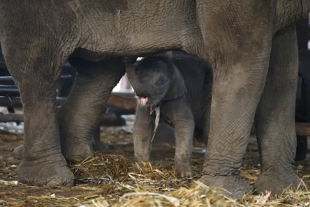 A baby elephant stands under her mother during Thailand's national elephant day celebration in the ancient city of Ayutthaya March 11, 2016. (Photo by Chaiwat Subprasom/Reuters)