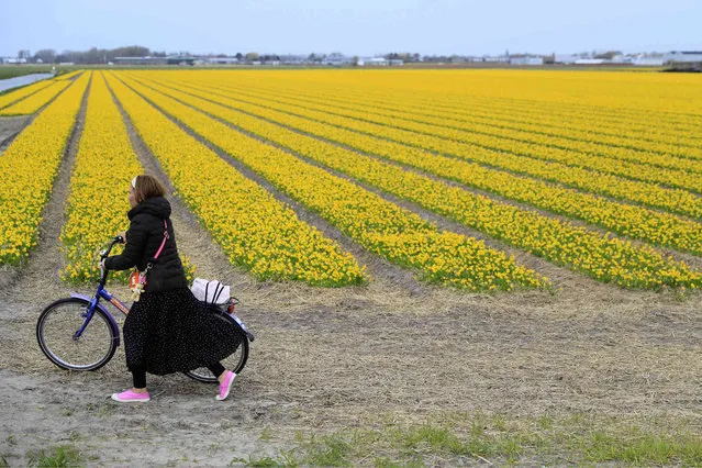A tourist pushes her bicycle after taking pictures in a flower bulb field in Lisse, Netherlands, Wednesday, March 27, 2019. Dutch farmers have a message for tourists: Please don't tiptoe through out tulips, saying the visitors are welcome but increasingly are walking into fields, damaging flowers and the bulbs. Bulb fields close to the Dutch North Sea coast are a major tourist drawcard each spring as tulips, daffodils, hyacinths and other flowers bloom and turn the region into a patchwork of vibrant colors that provide the backdrop for many a holiday snap or Instagram post. (Photo by Peter Dejong/AP Photo)
