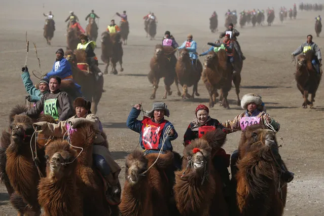 Contestants ride during a camel race at “Temeenii bayar”, the Camel Festival, in Dalanzadgad, Umnugobi aimag, Mongolia, March 7, 2016. (Photo by B. Rentsendorj/Reuters)