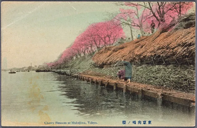 Cherry blossom at Mukojima, Tokyo, Japan. (Photo by New York Public Library/Caters News)