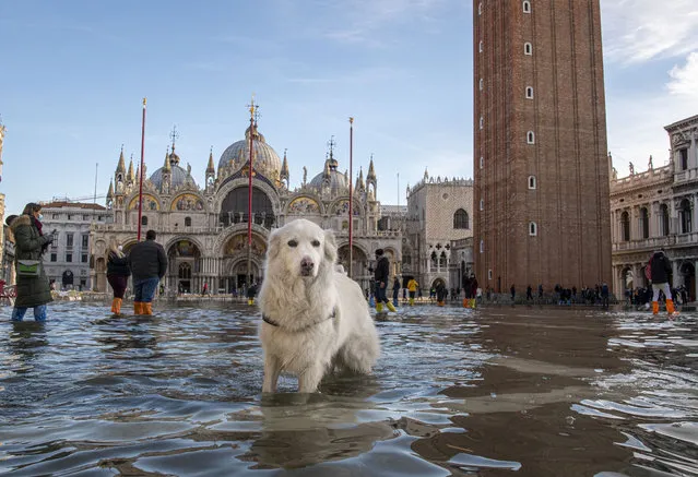 Cannella (Cinnamon), a young golden retriever looks at the camera as she stops in St Mark's Square flooded by sea tide, in Venice, Italy, Saturday, December 04, 2021. The water reached 99 centimeters above sea level and the lowest parts of town went underwater. (Photo by Luigi Costantini/AP Photo)