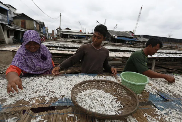 Workers sort fish during dry fish processing at Cilincing beach in North Jakarta, Indonesia, March 30, 2016. (Photo by Reuters/Beawiharta)