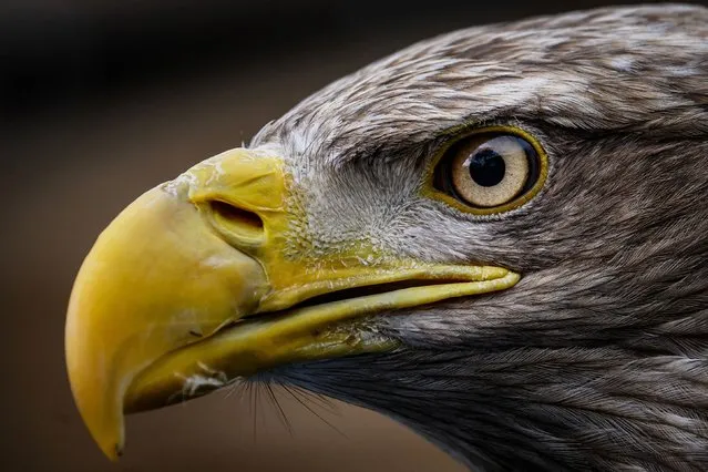This photograph taken on March 28, 2024, shows Fletcher, a White Tailed eagle known as Sea Eagle trained and educated by French falconer Jacques-Olivier Travers at the “Les Aigles du Leman” park (The Leman Eagles), the world's largest raptor aviary and reintroduction centre, in Sciez, Haute-Savoie. (Photo by Jeff Pachoud/AFP Photo)