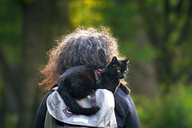 A cat sits on a woman's shoulders in Cismigiu park, in Bucharest, Romania, Wednesday, April 24, 2024. (Photo by Vadim Ghirda/AP Photo)
