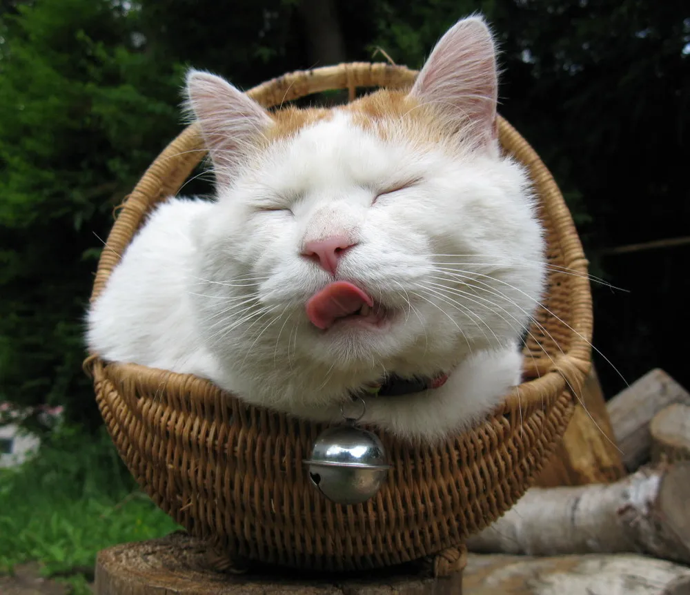 Shironeko, the Relaxed Cat Part 1