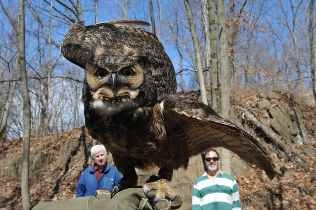 Flatrockbrook Nature Center education director, Jill Bennetta, shows off the new Great Horned Owl that came to the aviary as a gift Thursday March 20, 2014. It is a rescued owl from Seattle, WA. The owls are also native to this area. Visitors looking on are Don McNeil of Bergenfield and Egidio Durante from Ledgewood. (Photo by Don Smith/AP Photo/The Record of Bergen County)