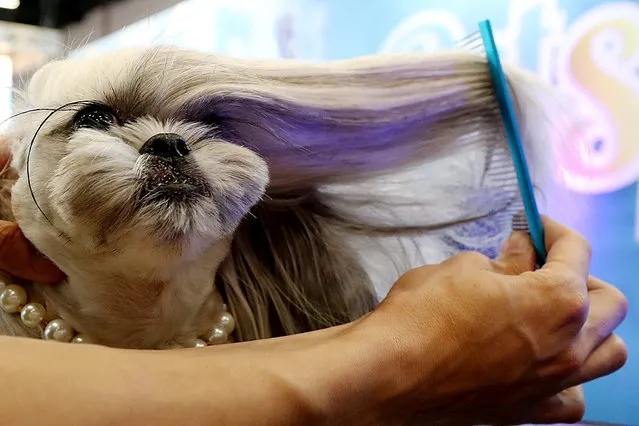A groomer combs a dog during “Pet Experience”, an event that gathers for pets and owners, in Sao Paulo, Brazil on August 30, 2019. (Photo by Rahel Patrasso/Reuters)
