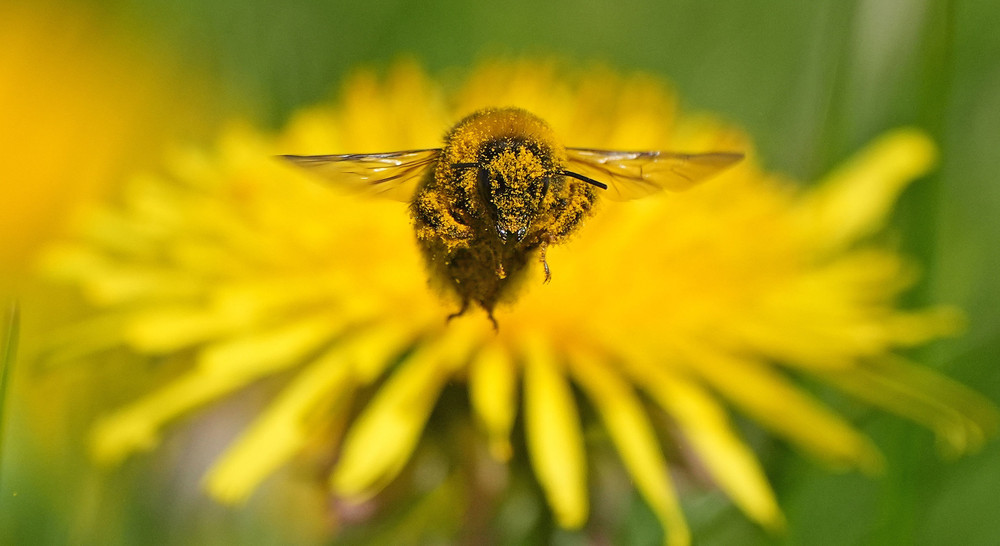 Some Photos: Insects