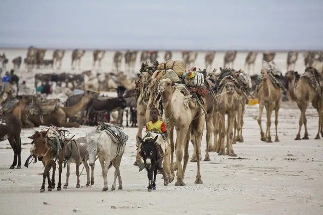 February 8, 2014 – Danakil Desert, Ethiopia: Camel caravans are used for carrying salt through the Danakil desert in the Afar Triangle. (Photo by Ziv Koren/Polaris)