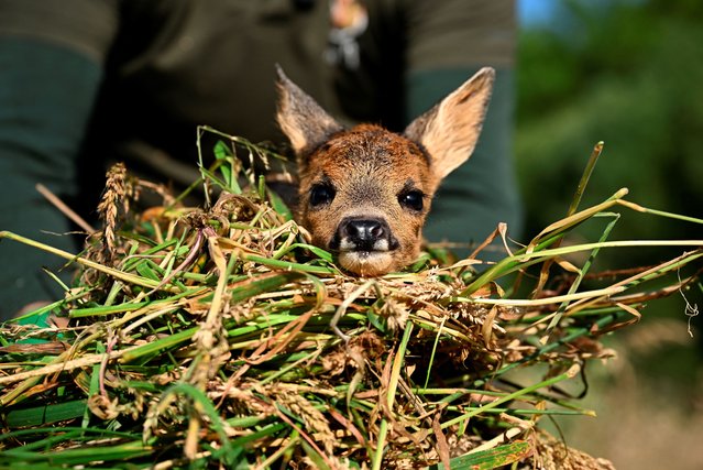 A deer is seen after Cedric Petit, founder of the “Asbl Sauvons Bambi” association, rescued it with his drone in the tall grass of the Mehaigne meadows on June 24, 2024. In parts of the Belgian countryside teeming with roe deer, an animal lover has set himself a mission: to dig out of the tall grass the young fawns left there by their mother so that they can escape the grim reaper. (Photo by John Thys/AFP Photo)