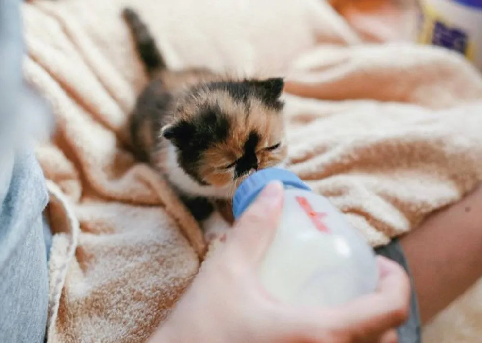 Meet Memebon – The Cutest Kitten In The World