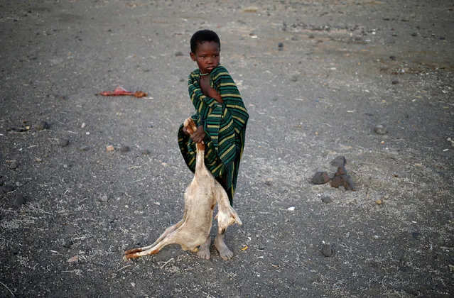 A boy carries a carcass of a goat in a village near Loiyangalani, Kenya, March 21, 2017. Villagers in northern Kenya have begun to burn piles of animal carcasses, hoping to head off an outbreak of disease as their livestock starve to death in the region's worst drought in five years. The smell of death hangs heavily over Lake Turkana and dried animal corpses dot the cracked mud where the lake has receded, leaving boats stranded on the dry land. Nomadic communities store their savings in animals rather than banks and each carcass is a major loss. The Kenyan government said 2.7 million people are affected by the drought. It estimates 20 percent of livestock has died in the arid and semi-arid counties, an area comprising about 80 percent of Kenya's landmass. (Photo by Goran Tomasevic/Reuters)