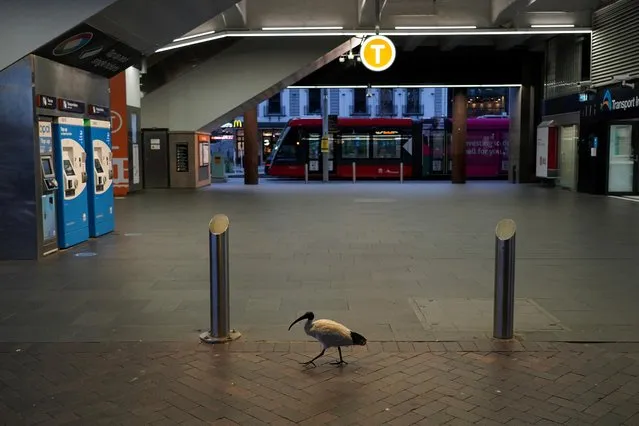 A lone bird walks past the quiet Circular Quay train station during a lockdown to curb the spread of a coronavirus disease (COVID-19) outbreak in Sydney, Australia, July 28, 2021. (Photo by Loren Elliott/Reuters)