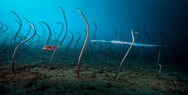 Under water winner: The Garden of Eels by David Doubilet, US. The colony of garden eels was one of the largest Doubilet had ever seen, at least two-thirds the size of a football field, stretching down a steep sandy slope off Dauin, in the Philippines – a cornerstone of the coral triangle. (Photo by David Doubilet/2019 Wildlife Photographer of the Year)