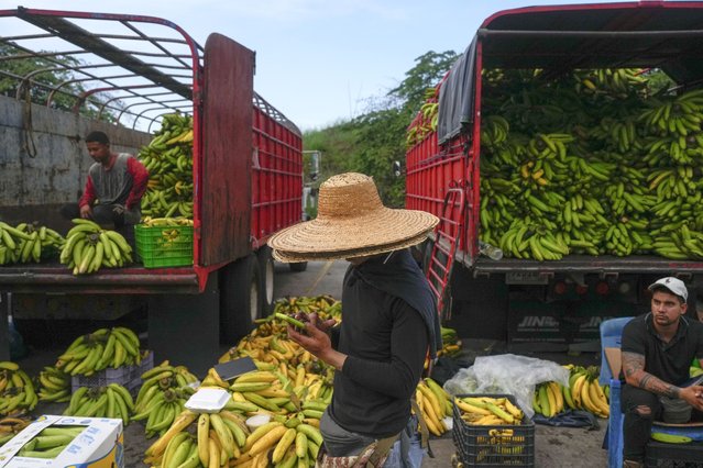 Bananas are for sale at Merca Panama wholesale market in Panama City, Tuesday, April 30, 2024. (Photo by Matias Delacroix/AP Photo)