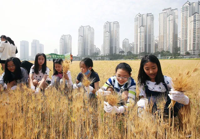 Students of an elementary school harvest barley in a field near an apartment complex in Suwon, about 45 kilometers south of Seoul, South Korea, 27 May 2016. (Photo by EPA/Yonhap)