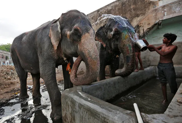 A mahout splashes water on his elephants on a hot summer day in Ahmedabad, May 25, 2016. (Photo by Amit Dave/Reuters)