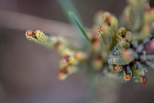 Redheaded pine sawfly larvae devour evergreen needles in Massachusetts, US. (Photo by L.A. Faille/Alamy Stock Photo)