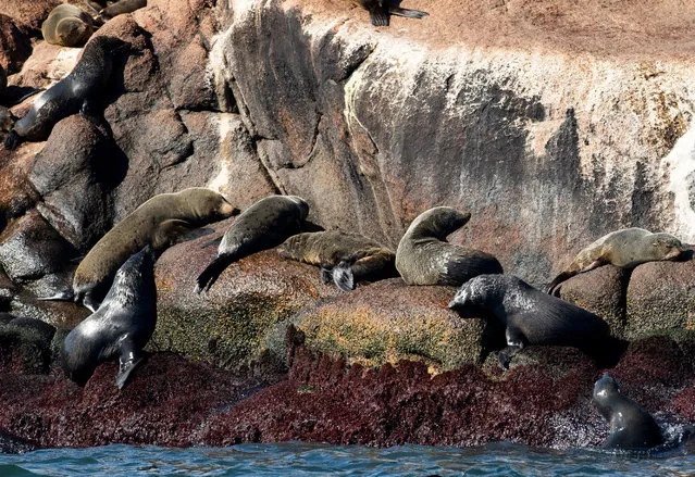 Fur seals rest at Isla de Lobos, a small island located about 8 km off the coast of Punta del Este, Maldonado, 140 km east of Montevideo, on April 20, 2022. Members of the “Forum for the Conservation of the Patagonian Sea and Areas of Influence” sailed in front of the Isla de Lobos, one of the main reserves in South America of fur seals (Arctocephalus australis) and sea lions (Otaria flavescens). (Photo by Pablo Porciuncula/AFP Photo)