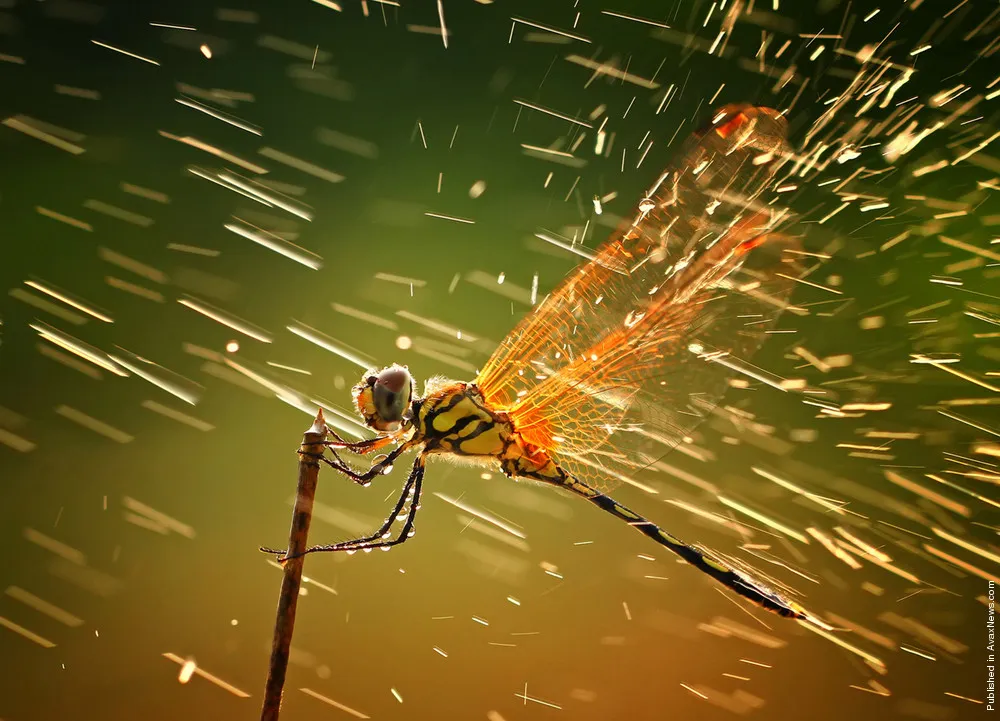 Simply Some Photos: Winners of the National Geographic Photo Contest 2011
