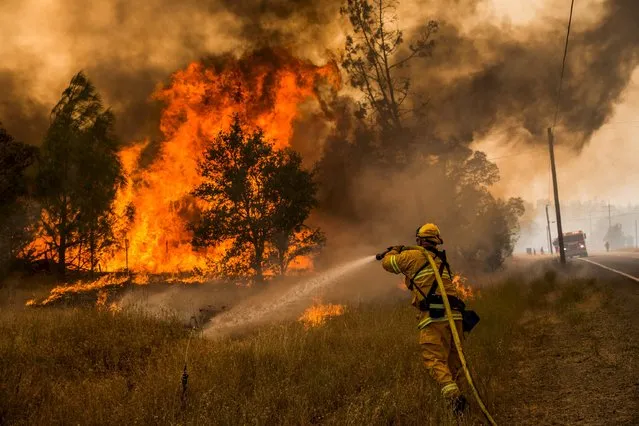 A firefighter battles a spot fire at the Rocky Fire in Lake County, California July 30, 2015. (Photo by Max Whittaker/Reuters)