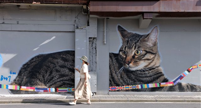 A woman walks on the street  in front of the cat mural during the Bund Art Festival, in Shanghai, China, 16 May 2023. Shanghai became a magnet for selfie tourists as a Shanghai-born cartoonist covered Fangbang Middle Road with cat murals. Gao Youjun, also known as Tango, has covered one of the oldest streets with more than 30 images of pet cats owned by local families. Additionally, Tango painted about 30 cartoons on the walls as part of the Bund Art Festival, which features international and Chinese artwork. (Photo by Alex Plavevski/EPA)