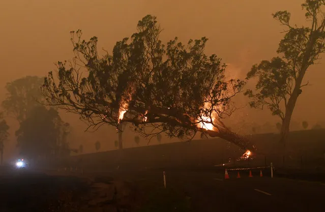 A burning gum tree is felled to stop it from falling on a car in Corbago, as bushfires continue in New South Wales, Australia on January 5, 2020. (Photo by Tracey Nearmy/Reuters)