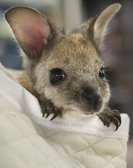 Liv, a seven-month-old wallaby, looks out of her pouch which hangs around zookeeper Taylor Daniels' neck, in a kitchen at the Lincoln Children's Zoo on Tuesday, June 24, 2014. She's too young to join the zoo's wallaby population, so zookeepers are taking care of her, carrying her in a custom-made pouch. (Photo by Gwyneth Roberts/AP Photo/The Journal-Star)