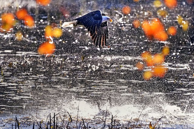 A bald eagle flying past autumn leaves startles a flock of ducks and geese floating on Adams Pond, Friday, October 18, 2024, in East Derry, N.H. (Phoot by Charles Krupa/AP Photo)