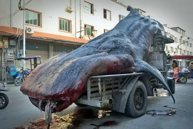 Chinese fisherman Cai Chengzhu, 48, took centre stage at the fish market in the city of Shishi in south China's Fujian province after he turned up with this two ton whale shark. (Photo by EuroPics)