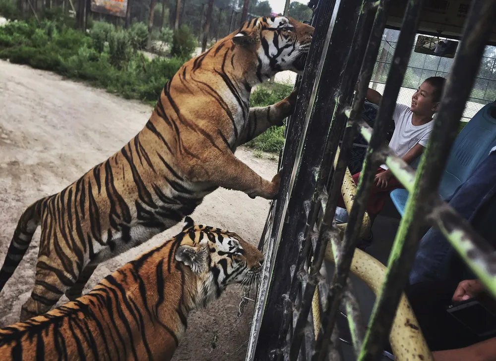 China's Siberian Tiger Farm