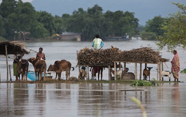 Indian farmers gather next to livestock, August 22, 2015, in a flood affected area in Ximolutola village,India. State authorities say that monsoon flooding has nearly 200,000 people to leave their homes and take shelter in state-run tents this week. (Photo by Anupam Nath/AP Photo)