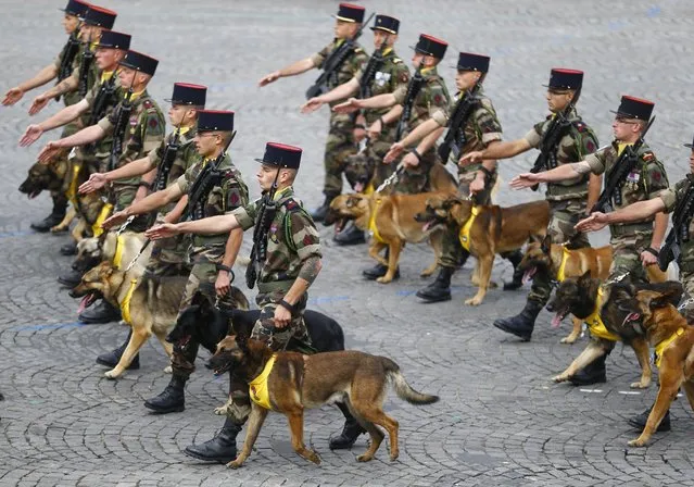 French dog brigade soldiers march on the Champs Elysees avenues during the Bastille Day parade in Paris, Thursday, July 14, 2016. (Photo by Francois Mori/AP Photo)