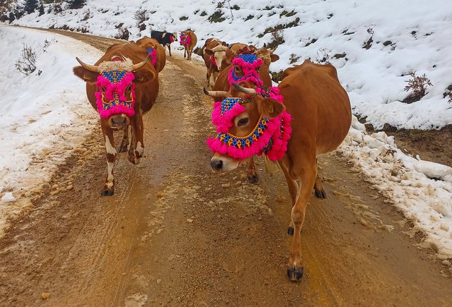 Cows decorated with charms, colorful ropes, and beads create a vibrant scene as herders make their way back to the villages from Seloba Plateau in Trabzon's Tonya district on October 26, 2024. With the arrival of colder weather, locals who spent the spring and summer on the plateau continue their return journey, keeping the tradition of the annual highland migration alive. (Photo by Ertugrul Bastan/Anadolu via Getty Images)